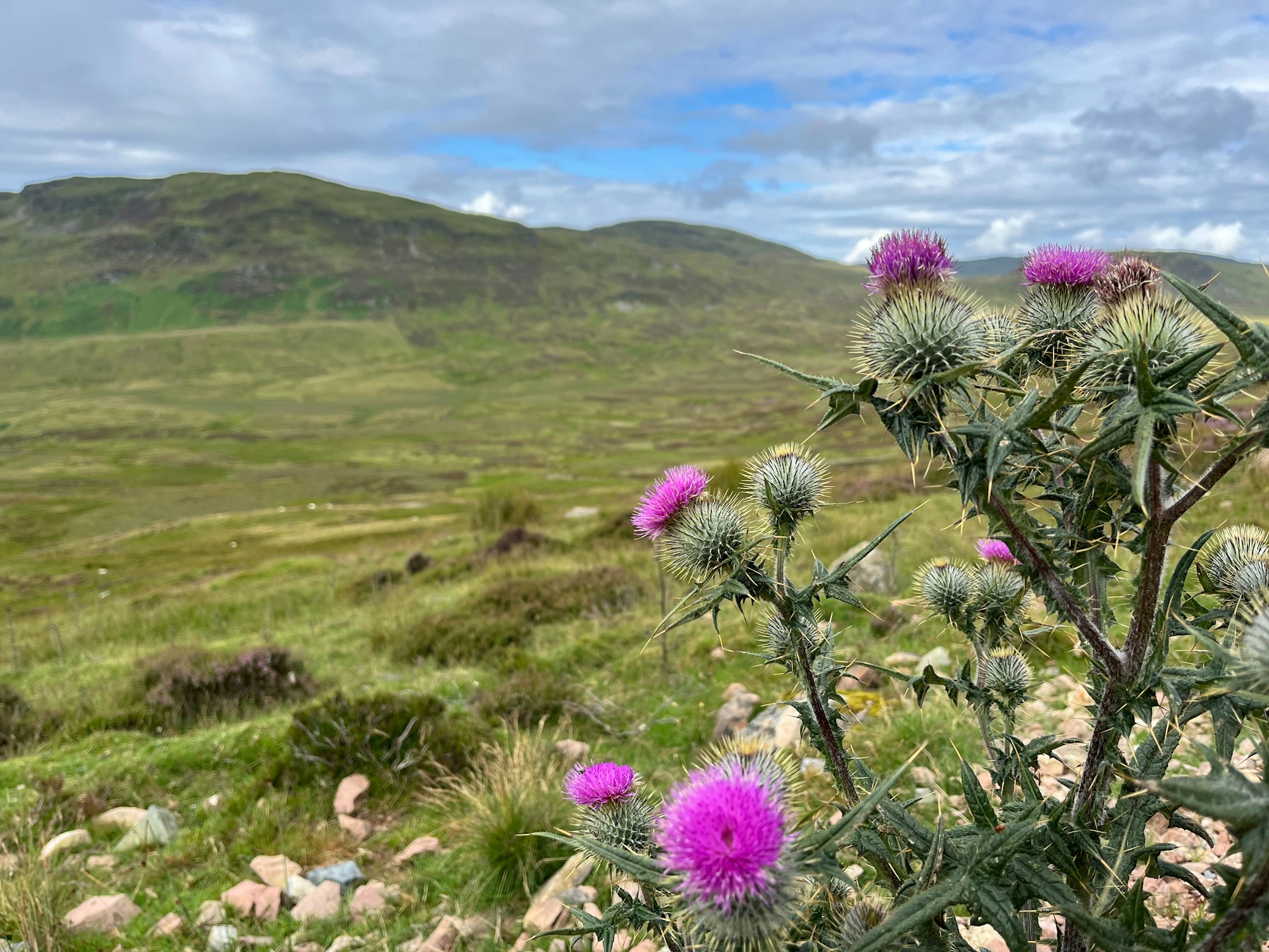 Thistles and rolling green hills in Perthshire